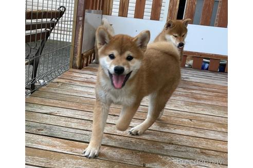 成約済の宮崎県の柴犬-236457の2枚目